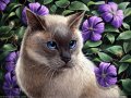 tis_a_cat_by_tracyjb.jpg